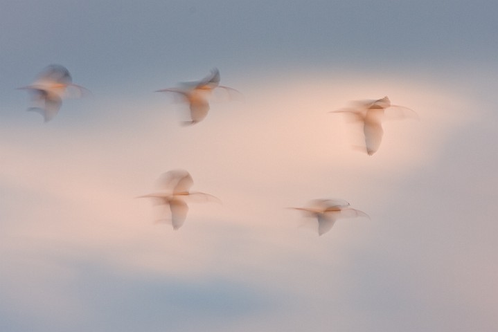 Schneesichler Eudocimus albus White Ibis